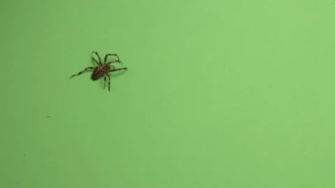 Spider on Green Screen Chroma Key Pt39 of 67 Video stock 241193221