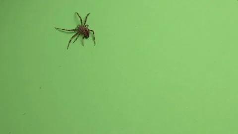 Spider on Green Screen Chroma Key Pt48 of 67 Stock Footage 241194592