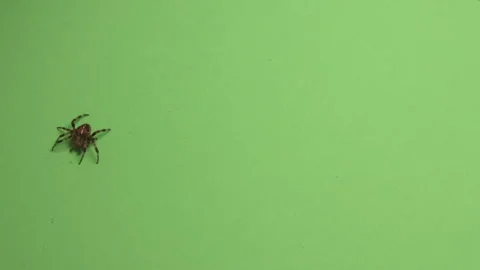 Spider on Green Screen Chroma Key Pt45 of 67 Video stock 241195096