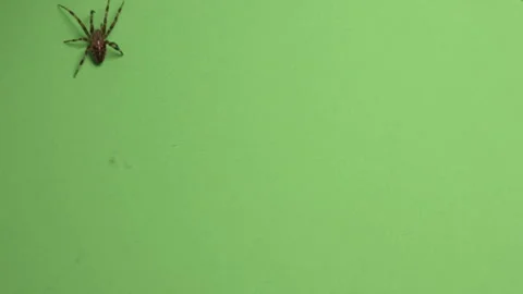 Spider on Green Screen Chroma Key Pt52 of 67 Stock Footage 241197446