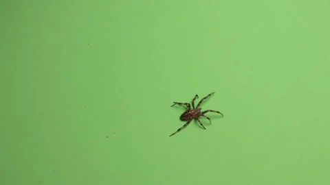 Spider on Green Screen Chroma Key Pt55 of 67 Video stock 241197892