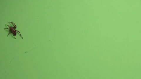 Spider on Green Screen Chroma Key Pt58 of 67 Video stock 241198965