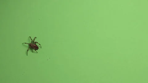 Spider on Green Screen Chroma Key Pt57 of 67 Video stock 241199380