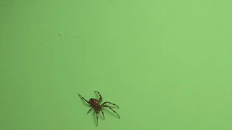 Spider on Green Screen Chroma Key Pt60 of 67 Stock Footage 241200008
