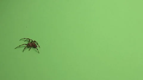 Spider on Green Screen Chroma Key Pt62 of 67 Stock Footage 241201811