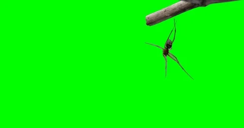 Spider Green Screen Vidéo 125545653