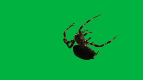 Spider GreenScreen 124 Stock Footage 198652922