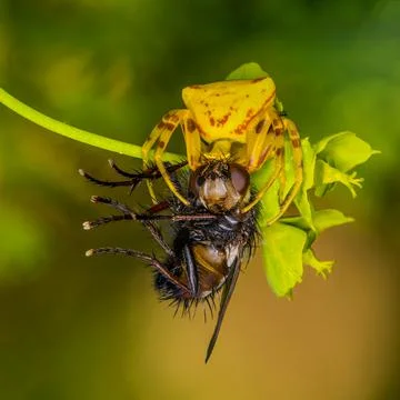 Spider grip dinner fly macro green background Stock Photos