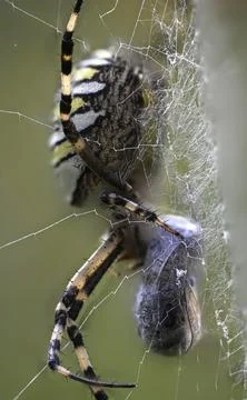 Spider gripping captured fly in its web Stock Photos