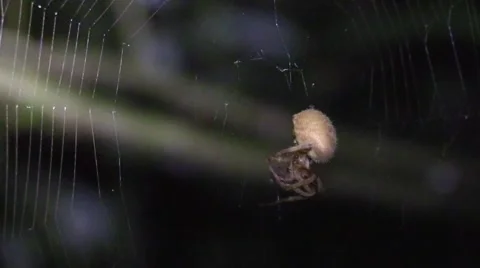 Spider grooming itself in web at night Stock Footage 66306355