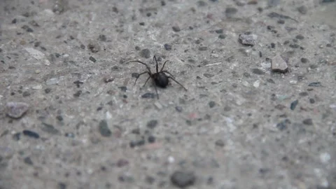 Spider on the ground outside Stock Footage 155491727
