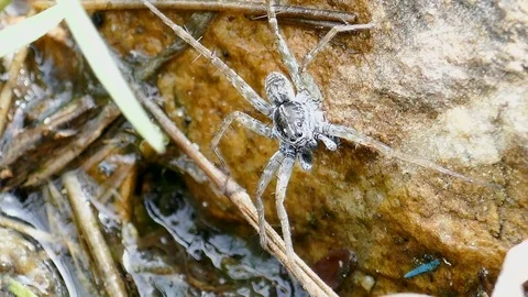 Spider on the ground River side Stock Footage 78705279