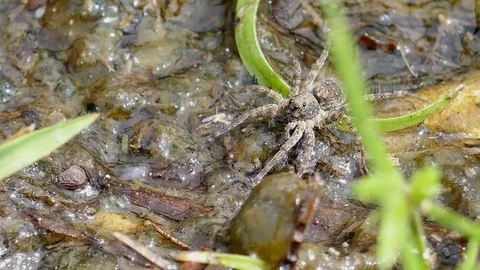 Spider on the ground River side Stock Footage 78705440