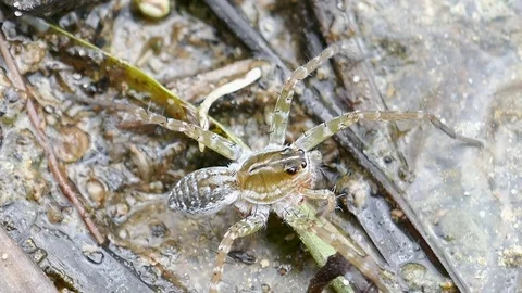 Spider on the ground River side Stock Footage 78706246