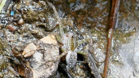 Spider on the ground River side Stock Footage 78706336