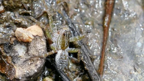 Spider on the ground River side Stock Footage 78706390