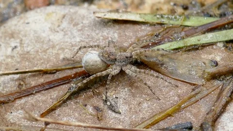 Spider on the ground River side Stock Footage 78706518