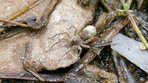 Spider on the ground River side Stock Footage 78706654