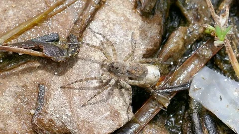 Spider on the ground River side Stock Footage 78706741