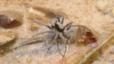 Spider on the ground River side Stock Footage 79094727