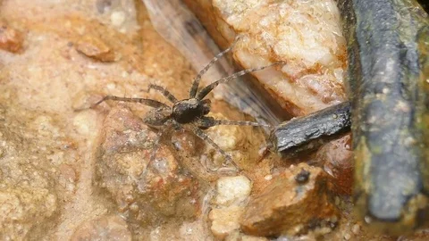 Spider on the ground River side Stock Footage 79094874