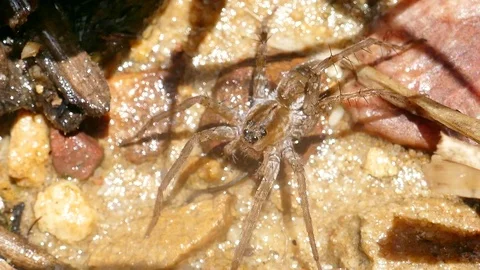 Spider on the ground River side Stock Footage 79095135