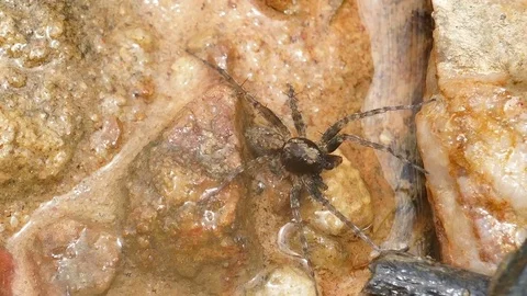 Spider on the ground River side Stock Footage 79095354