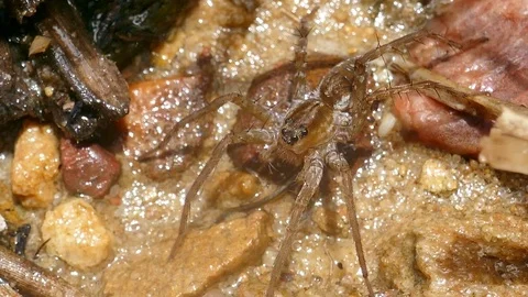 Spider on the ground River side Stock Footage 79095585
