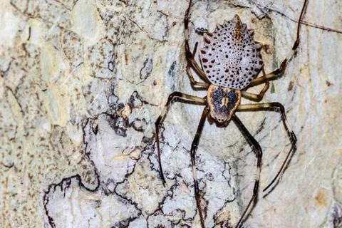 A Spider Guards It's Eggs Stock Photos