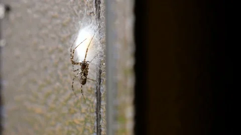 Spider Guards The Nest 2 Stock Footage 76703248