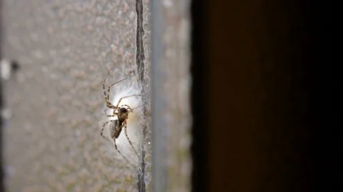 Spider Guards The Nest 3 Stock Footage 76703648