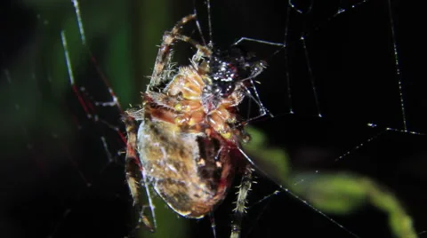 Spider guzzles Stock Footage 58739170