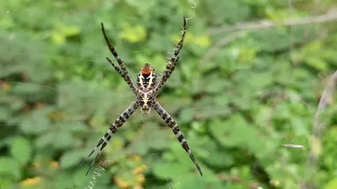 Spider Habitat Stock-Footage 237754744