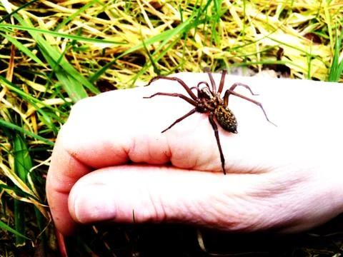Spider on hand Stock Photos