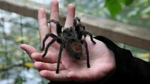 Spider on hands in zoo Stock Footage 27737544