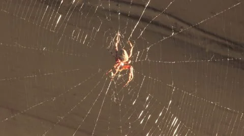 Spider Hangin in her Web Stock Footage 10572582