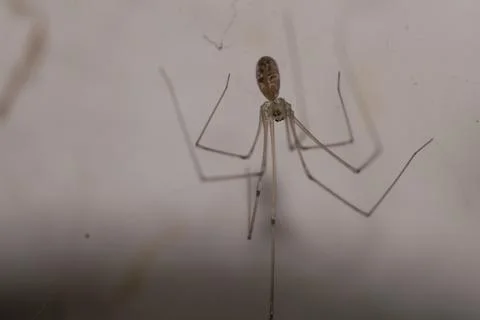 Spider hanging from the ceiling Foto stock