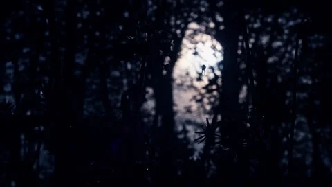 Spider Hanging in a Delicate Web Within the Dark Giant Redwood Forest 库存影片 331108328