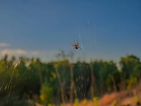 Spider hanging on glowing web against blue sky during sunset Stock Photos