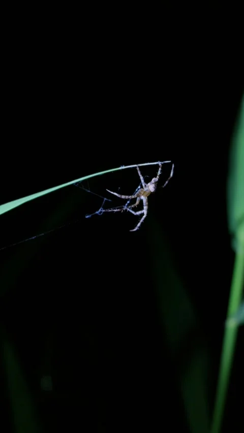 Spider Hanging from Green Blade of Grass at Night with Web Video stock 345167972
