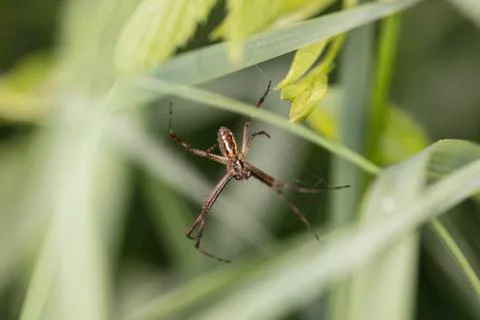 Spider hanging on his net between grass Stock Photos