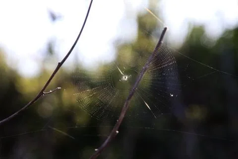 A spider is hanging in his web Stock Photos