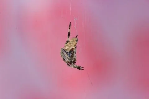 Spider Hanging from its web having a pink background Stock Photos