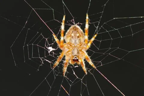 A spider hanging in its web net Stock Photos