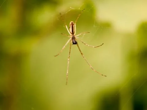 A spider hanging on its web outside waiting to catch some flies and eat them Stock Photos