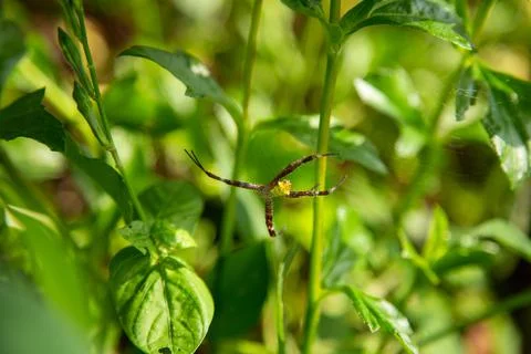 A spider hanging on its web Stock Photos