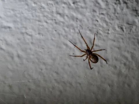 Spider hanging from its web on a wall at night Stock Photos