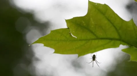Spider hanging on a leaf Stock Footage 52752120