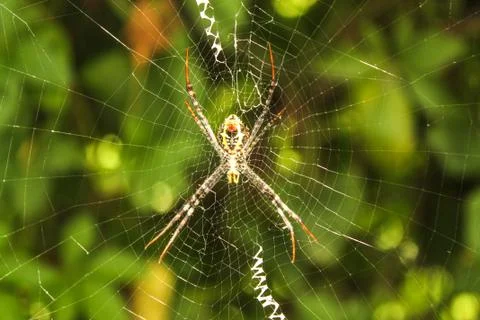Spider hanging on net 写真素材