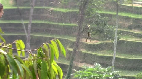 Spider hanging out in his web above a rice field Stock Footage 146152314